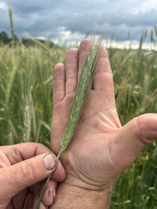 Why Rye? The Benefits of Adding Ancient Grains to a Modern Pantry
