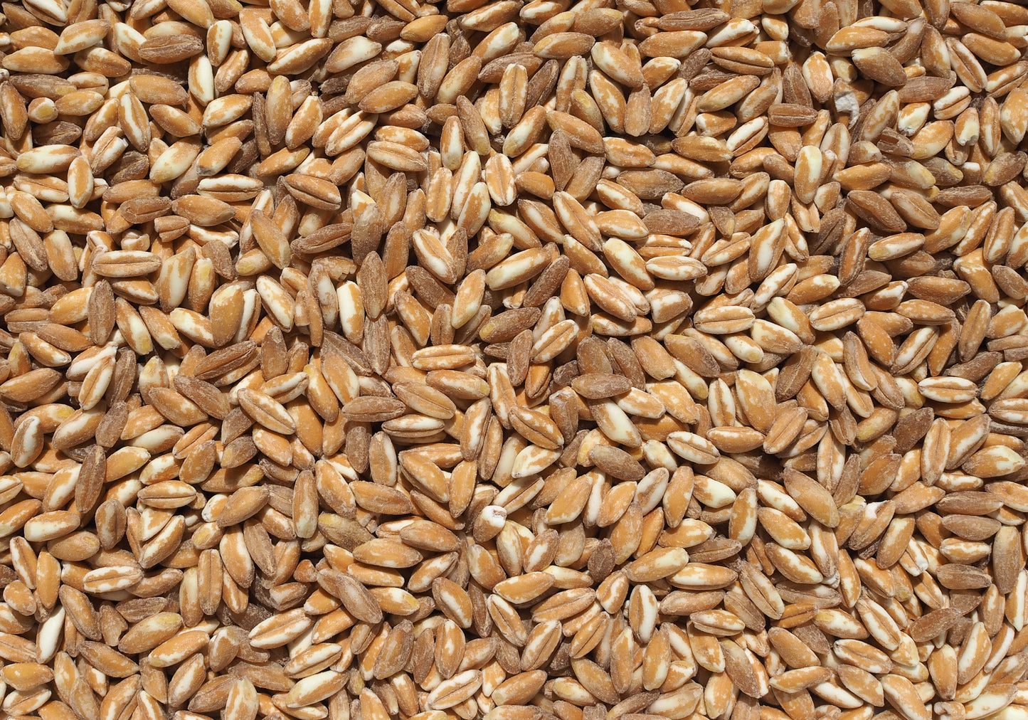 Emmer Wheat Berries: Coming Soon!