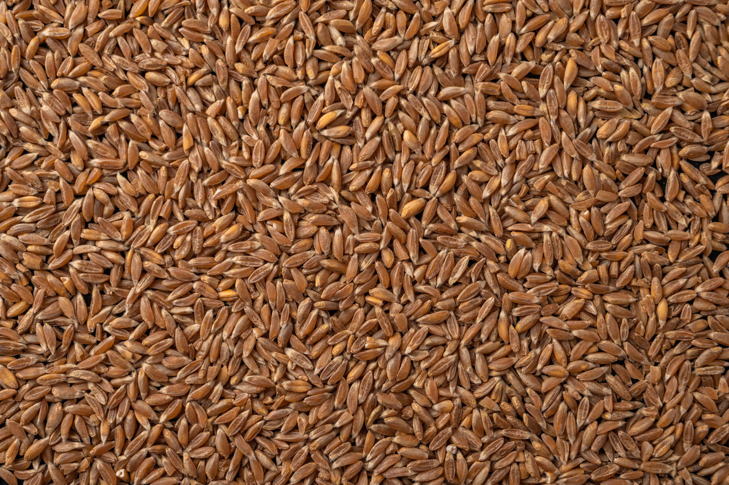 Rye Berries