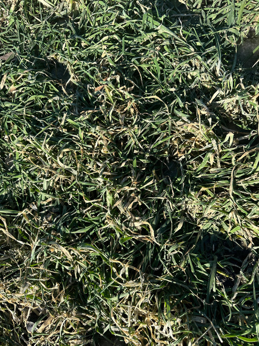 Spring Starts in the Soil: Why the Way Your Grain Is Grown Matters